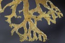 1434 Lobaria prunastri-Evernia prunastri - 1